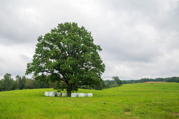 Bales of hay in the field, under oak tree. Countryside field with hay bale wrapped in plastic .Lone oak on the field.