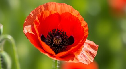 Fototapeta premium Close-up of a vibrant red poppy flower.