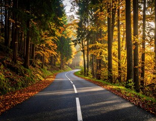Obraz premium Autumn road through forest