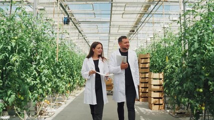 Two agricultural scientists in lab coats walking through a greenhouse filled with lush green tomato plants, discussing research findings and observations in a vibrant, sustainable farming environment - Powered by Adobe