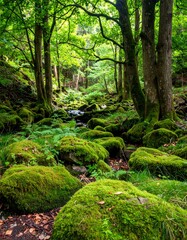 Obraz premium Lush mossy forest stream