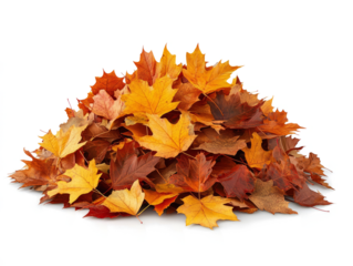 Pile of autumn leaves isolated on a transparent background ,clipping path.