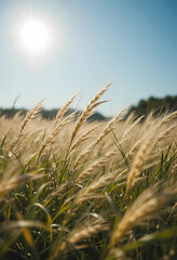 golden wheat field and blue sky