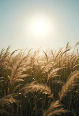 wheat field and sunset