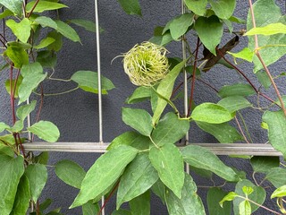 green and yellow flower