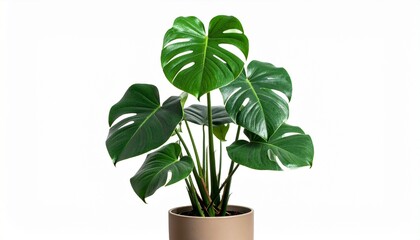 green plant in a pot on white background