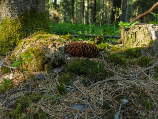 Pine Cone and Moss on Styrian Forest Floor in Sunlight, Austria