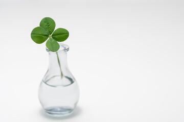 白いテーブルに置いた1輪挿しの四つ葉のクローバー