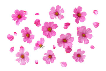 Fototapeta premium Scattered pink cosmos flowers and petals on a Transparent Background creating a floral arrangement look