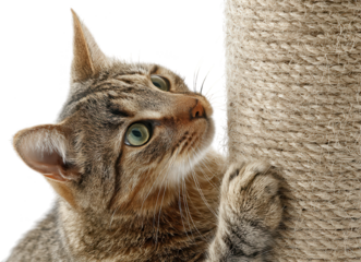 Close up of a tabby cat scratching a sisal rope post while looking up with green eyes and pointy ears