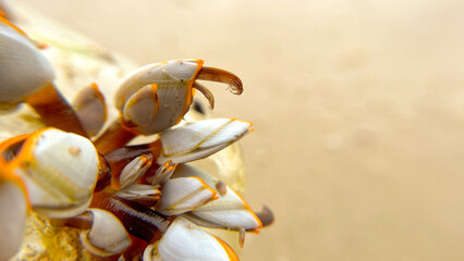 A colony of barnacles with open tentacles on the surface. A close-up of the crustacean Lepas...