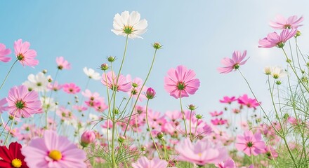 A field of colorful cosmos flowers against a light blue sky.