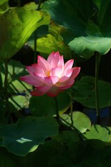 A beautiful pink lotus flower blooms among green leaves, creating a serene and tranquil atmosphere in its natural habitat.