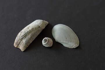 Three Seashells on a Dark Background