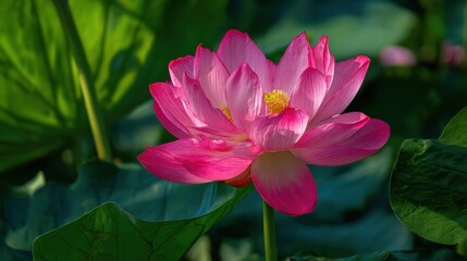 A vibrant pink lotus flower blossoms amidst lush green leaves, showcasing nature's beauty and serenity.