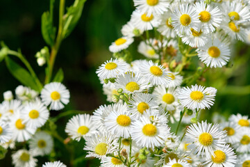 Obraz premium Beautiful nature scene with blooming medical chamomiles