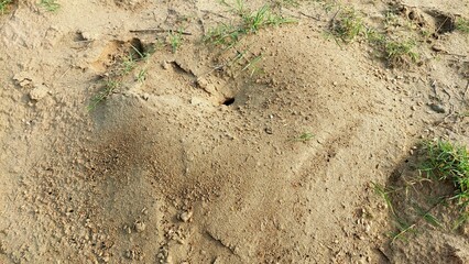Closeup of an ant colony or ants nest with numerous black ants actively crawling over a mound of reddish-brown soil, showcasing social insect behavior.