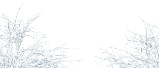Snow covered branches of a tree on white
