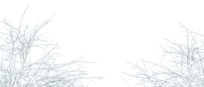 Snow covered branches of a tree on white
