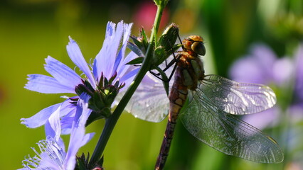  dragonfly on a flower