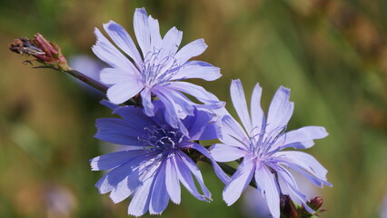 blue flowers in the garden