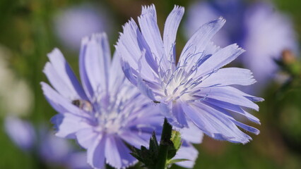 blue flowers in the morning