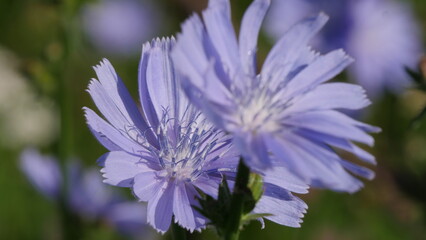 blue flowers in the morning