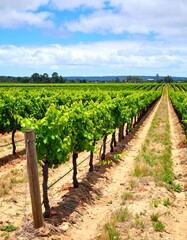 Lush vineyard stretches under a sunny sky