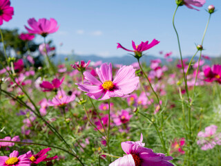 Single Pink Cosmos in Focus at the Center of a Flower Field