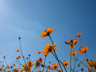 Orange Cosmos Against the Blue Sky – Backlit Petals from Below