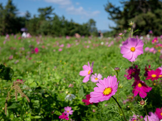 Cosmos Flowers in Focus in a Field – Lower Right Composition