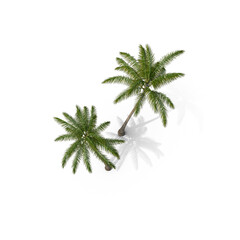 Tall Coconut Palm Trees Isolated on Transparent Background