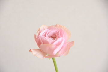 ラナンキュラス