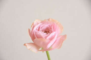 ラナンキュラス