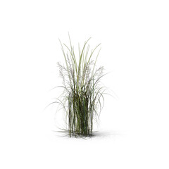 Tall Moor Grass Isolated on Transparent Background