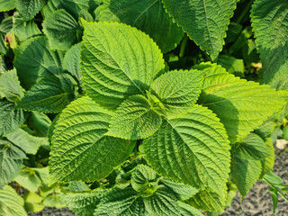 This is a close-up of a perilla leaf.	