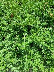 A close-up of a Buxus leaf.