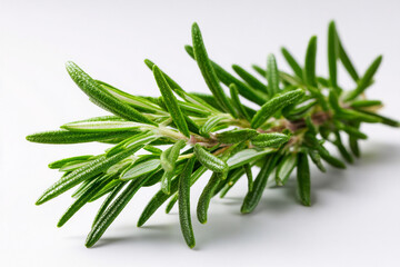 Fototapeta premium Photorealistic view of a fresh rosemary sprig