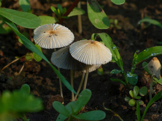Delicate Pleated Inky Caps in the Morning Sun