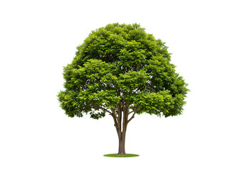 Lush Green Tree on White Background: Perfect for Nature, Ecology, and Environmental Projects