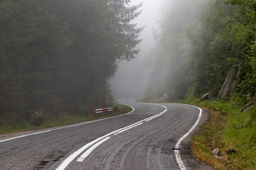 curvy road in pine forest in the fog