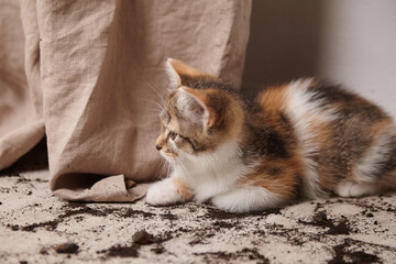 Playful calico kitten exploring a messy floor covered in soil, with a soft fabric curtain in the...