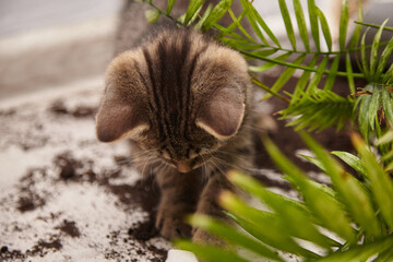 Playful tabby kitten exploring soil among green plants, showcasing curiosity and interaction with nature in a cozy indoor environment filled with greenery
