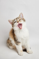 Playful calico kitten with vibrant fur, yawning widely against a soft white background, showcasing its adorable features and lively personality in a charming moment