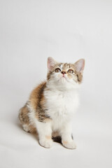Adorable fluffy kitten with a mix of colors, sitting gracefully on a light background, gazing...
