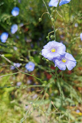 Delicate blue flowers with yellow centers are blooming amidst lush green foliage, showcasing vibrant colors and intricate details in a natural garden setting, evoking a sense of tranquility and beauty