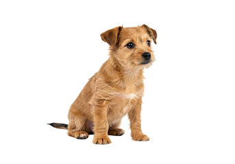 Cute Puppy:  Brown Wirehaired Terrier Mix Posing Against White Background