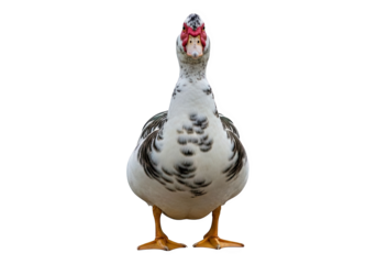 A muscovy duck standing and facing forward, isolated on transparent background
