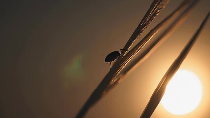 Beetle silhouette moving across grass blade, golden sunset lighting fragile wilderness scene with soft, dramatic shadowing
