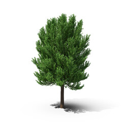 Green Tree with Dense Foliage isolated on transparent background